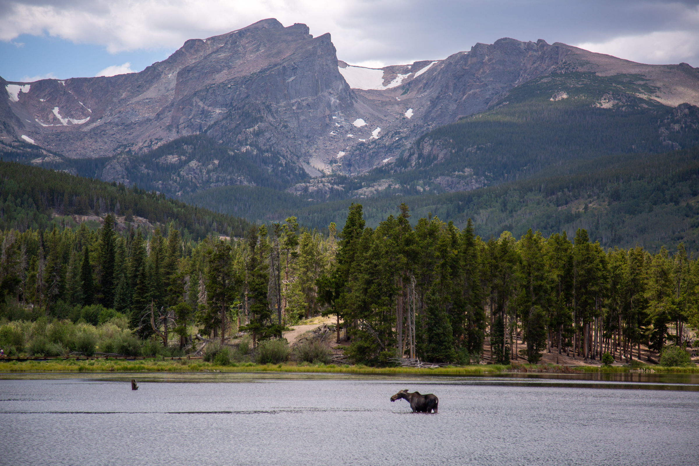A moose wading in Sprague Lake